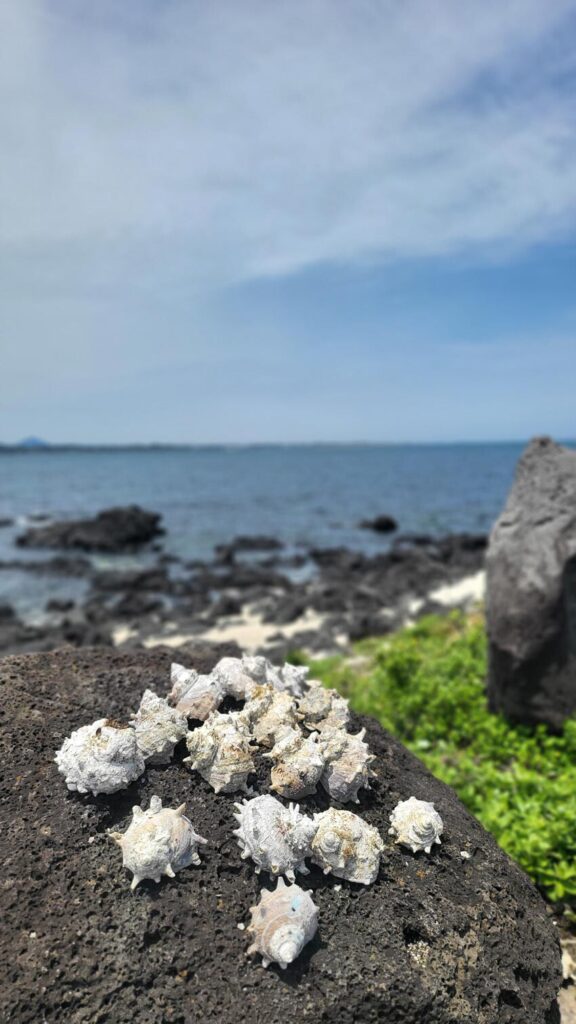 A picturesque close-up of natural sea shells resting on the white sandy beach of Jeju Island with blue ocean waves in the background.