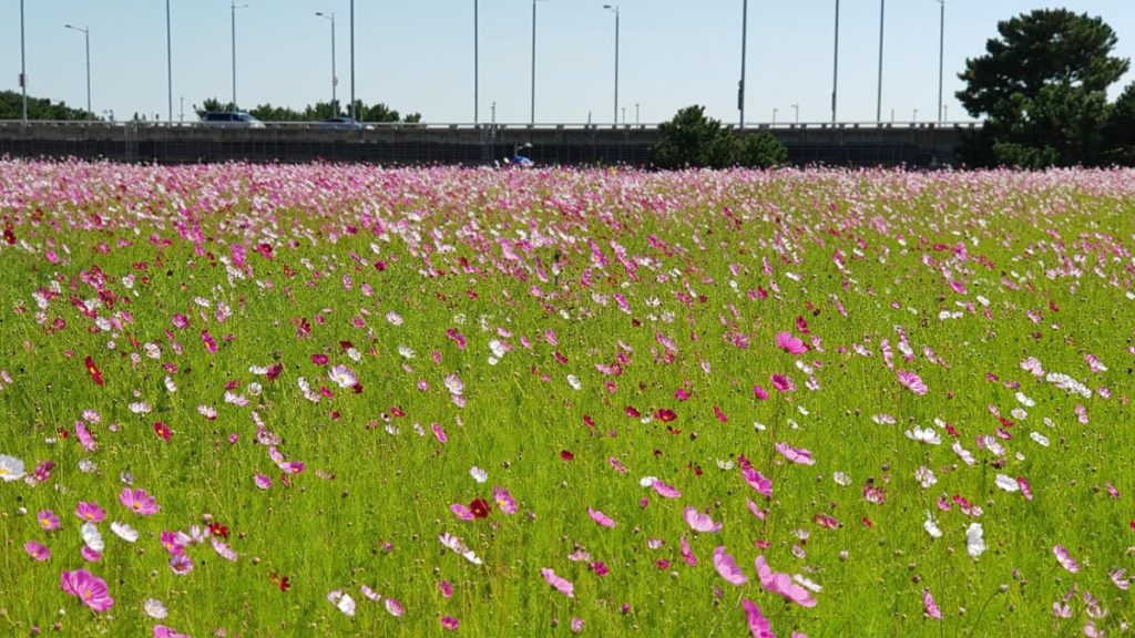 Peaceful Korean countryside with blooming cosmos flowers in autumn