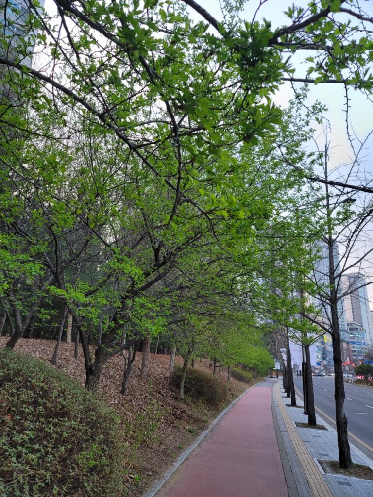 A safe and pleasant walking trail lined with lush green trees running parallel to a city roadway.